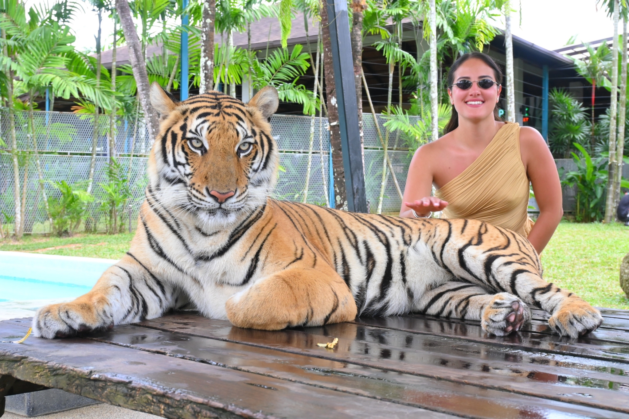Phuket City Tour + Tiger Park + ATV
