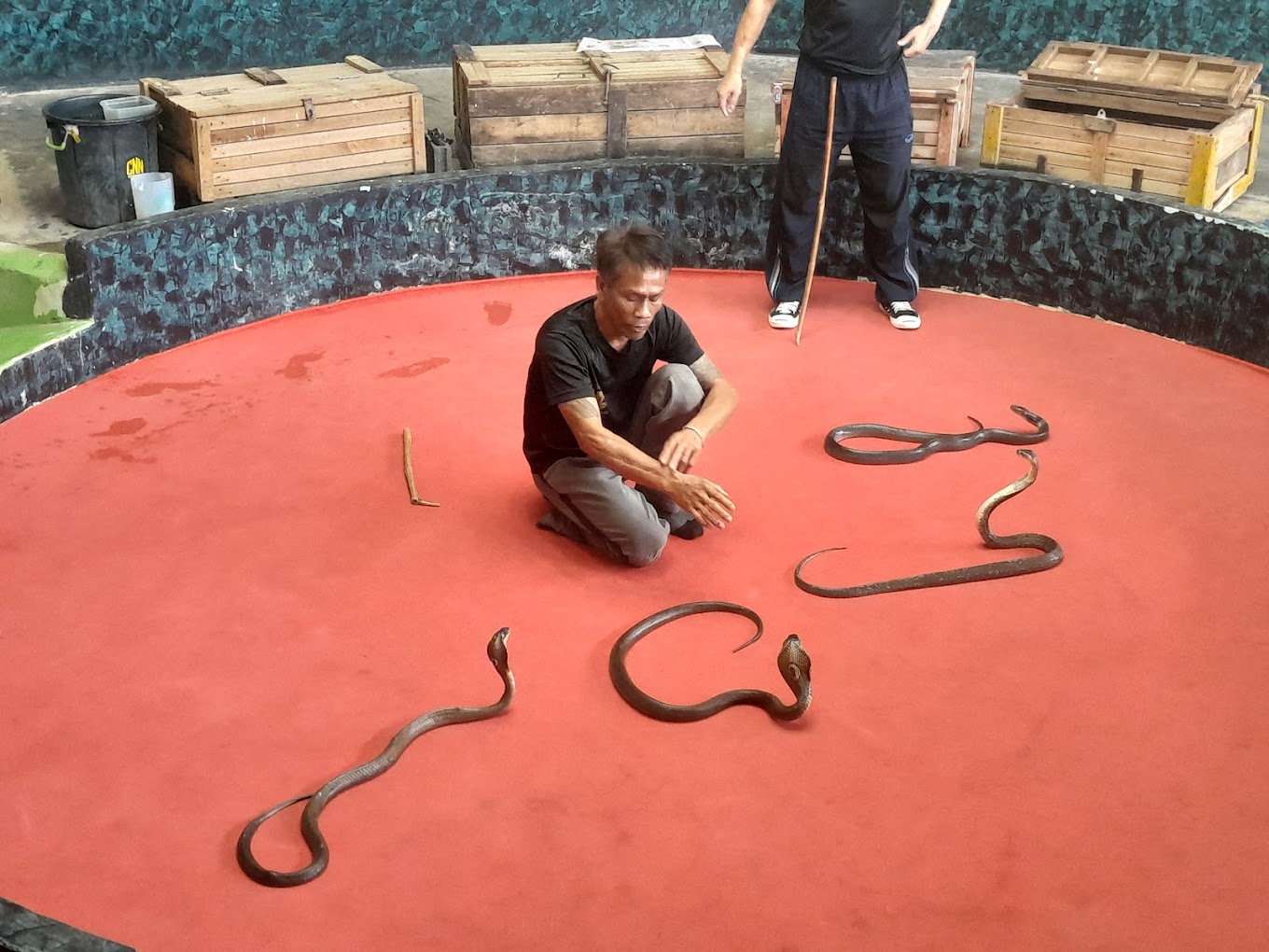Phuket City Tour  + Snake Show